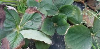 Zimno, chłodno, gorąco – truskawki w tunelach (monitoring plantacji, 29.03.2026 r.) liście truskawki