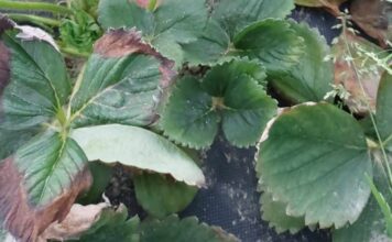 Zimno, chłodno, gorąco – truskawki w tunelach (monitoring plantacji, 29.03.2026 r.) liście truskawki