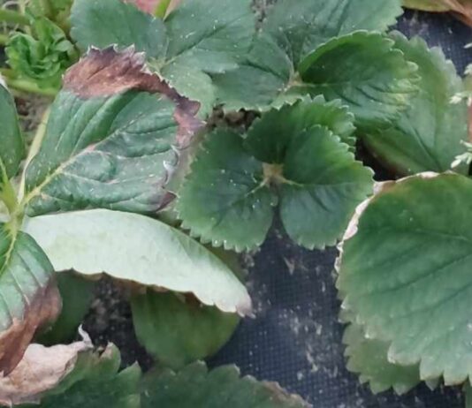 Zimno, chłodno, gorąco – truskawki w tunelach (monitoring plantacji, 29.03.2026 r.) liście truskawki