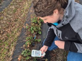 Początek sezonu w uprawie truskawek – pierwsze ostrzeżenie dla plantatorów!