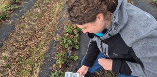 Początek sezonu w uprawie truskawek – pierwsze ostrzeżenie dla plantatorów!