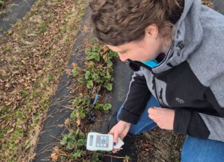 Początek sezonu w uprawie truskawek – pierwsze ostrzeżenie dla plantatorów!