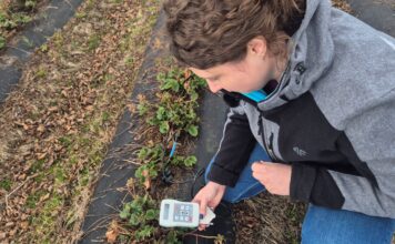 Początek sezonu w uprawie truskawek – pierwsze ostrzeżenie dla plantatorów!