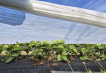 5 programów wsparcia truskawek przed przymrozkami i po ich ustąpieniu