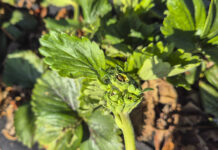 Przymrozki w truskawkach 2026 – realna skala strat dopiero po dokładnej lustracji plantacji