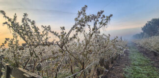 Łowcy Burz podali prognozę na weekend. 9–11 maja możliwe przymrozki