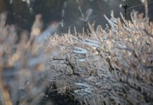 Tam były największe przymrozki – wskazania mokrego termometru. Prognozy do 30 kwietnia przymrozek