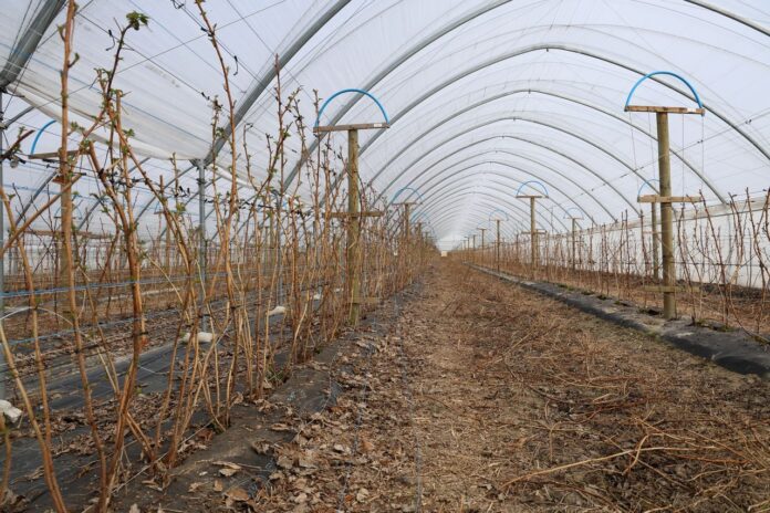 jak nawozić maliny, maliny, malinowe factory