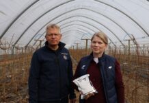 Nawozy drożeją. Jak efektywnie nawozić maliny?