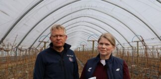 Nawozy drożeją. Jak efektywnie nawozić maliny?