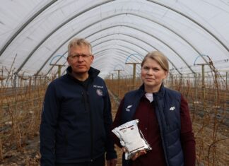 Nawozy drożeją. Jak efektywnie nawozić maliny?