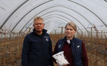 Nawozy drożeją. Jak efektywnie nawozić maliny?