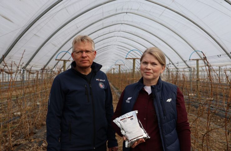 Nawozy drożeją. Jak efektywnie nawozić maliny?