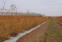 Biologiczne wsparcie nawożenia borówki u progu nowego sezonu nawożenie, produkty biologiczne