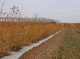 Biologiczne wsparcie nawożenia borówki u progu nowego sezonu nawożenie, produkty biologiczne