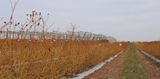 Biologiczne wsparcie nawożenia borówki u progu nowego sezonu nawożenie, produkty biologiczne