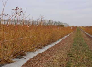 Biologiczne wsparcie nawożenia borówki u progu nowego sezonu nawożenie, produkty biologiczne