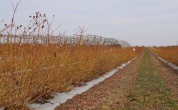 Biologiczne wsparcie nawożenia borówki u progu nowego sezonu nawożenie, produkty biologiczne