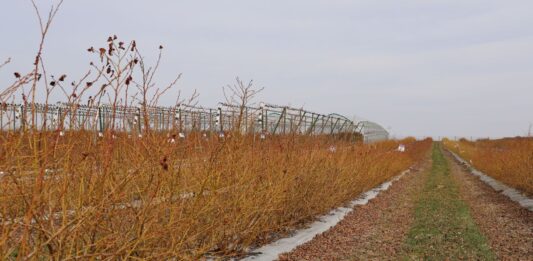 Biologiczne wsparcie nawożenia borówki u progu nowego sezonu nawożenie, produkty biologiczne