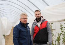 Wykorzystanie węgla brunatnego na plantacjach malin