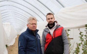 Wykorzystanie węgla brunatnego na plantacjach malin