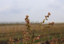Borówki po przymrozkach. Te zabiegi pomogą ograniczyć straty borówki, borówka wysoka