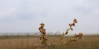 Borówki po przymrozkach. Te zabiegi pomogą ograniczyć straty borówki, borówka wysoka