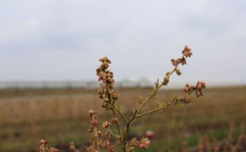 Borówki po przymrozkach. Te zabiegi pomogą ograniczyć straty borówki, borówka wysoka