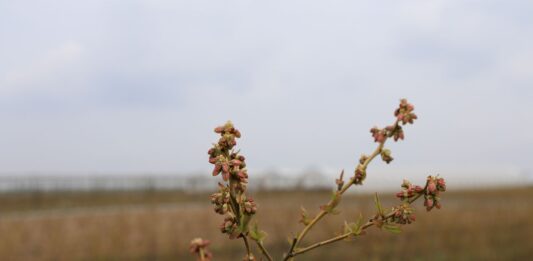 Borówki po przymrozkach. Te zabiegi pomogą ograniczyć straty borówki, borówka wysoka