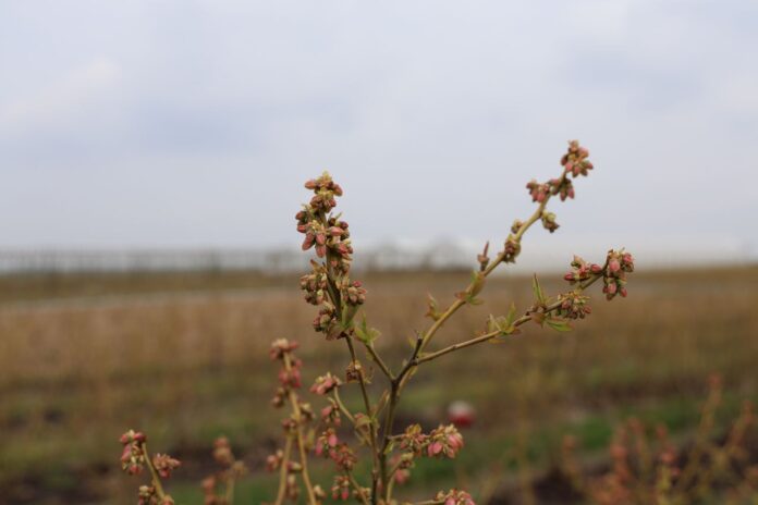 borówki, borówka wysoka