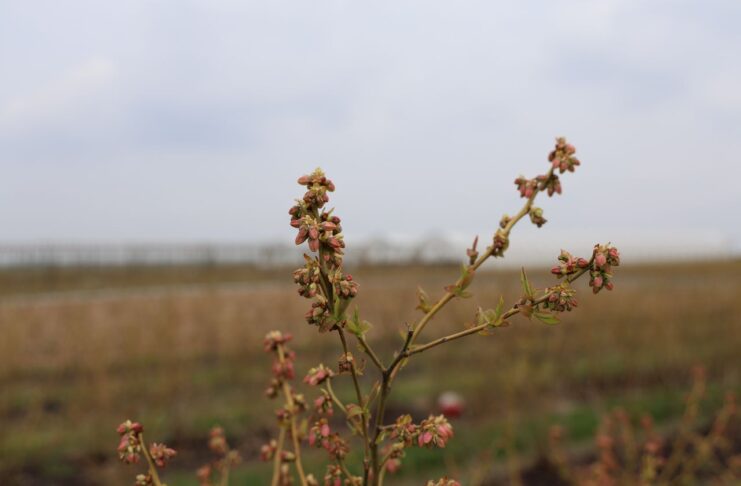 Borówki po przymrozkach. Te zabiegi pomogą ograniczyć straty borówki, borówka wysoka
