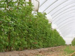 Zmęczenie gleby w uprawie malin. Rozwiązaniem może być mikrobiologia zmęczenie gleby, maliny, malinowe factory