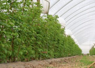 Zmęczenie gleby w uprawie malin. Rozwiązaniem może być mikrobiologia zmęczenie gleby, maliny, malinowe factory