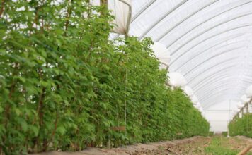 Zmęczenie gleby w uprawie malin. Rozwiązaniem może być mikrobiologia zmęczenie gleby, maliny, malinowe factory