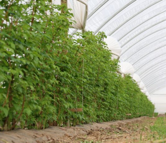 Zmęczenie gleby w uprawie malin. Rozwiązaniem może być mikrobiologia zmęczenie gleby, maliny, malinowe factory