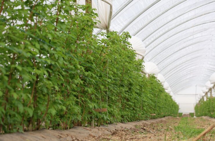 Zmęczenie gleby w uprawie malin. Rozwiązaniem może być mikrobiologia zmęczenie gleby, maliny, malinowe factory