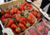 Branża jagodowa na Macfrut 2026