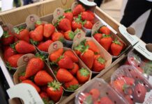 Branża jagodowa na Macfrut 2026