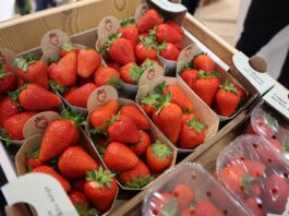 Branża jagodowa na Macfrut 2026