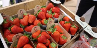 Branża jagodowa na Macfrut 2026