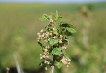 Porzeczki po przymrozkach. Te zabiegi warto wykonać porzeczki po przymrozkach