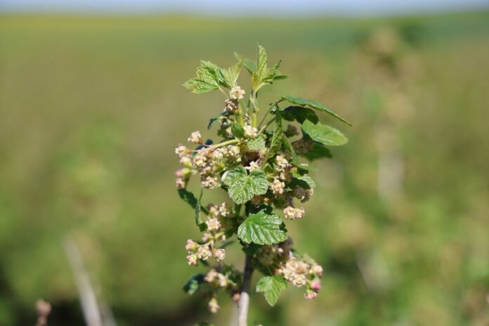 porzeczki po przymrozkach