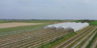 Nawożenie borówki wiosną. Nie zapomnij o tych pierwiastkach nawożenie borówki, borówkowe factory