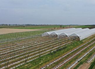 Nawożenie borówki wiosną. Nie zapomnij o tych pierwiastkach nawożenie borówki, borówkowe factory