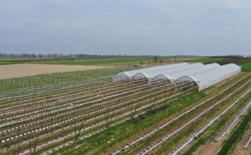 Nawożenie borówki wiosną. Nie zapomnij o tych pierwiastkach nawożenie borówki, borówkowe factory