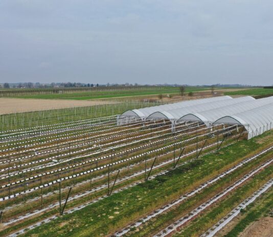 Nawożenie borówki wiosną. Nie zapomnij o tych pierwiastkach nawożenie borówki, borówkowe factory