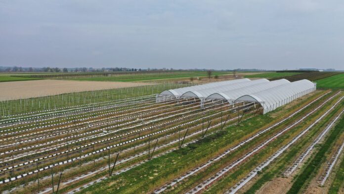 nawożenie borówki, borówkowe factory