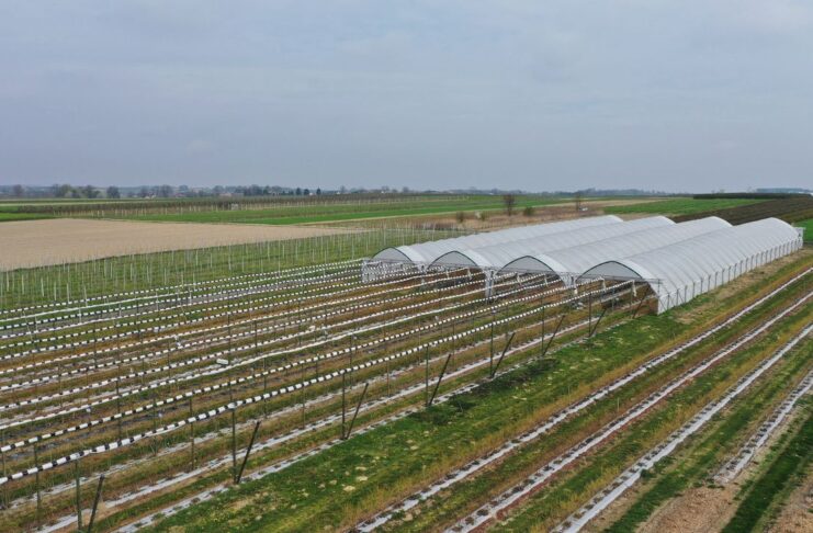 Nawożenie borówki wiosną. Nie zapomnij o tych pierwiastkach nawożenie borówki, borówkowe factory