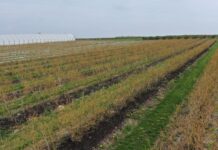 Wsparcie borówek po przymrozkach. Produkty, które można zastosować do regeneracji i stymulacji po przymrozkach w borówkach