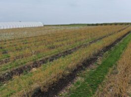 Wsparcie borówek po przymrozkach. Produkty, które można zastosować do regeneracji i stymulacji po przymrozkach w borówkach